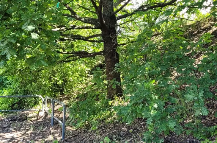 Tall greenery along the railway tracks in the center of Poznań
