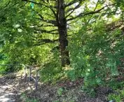 Tall greenery along the railway tracks in the center of Poznań