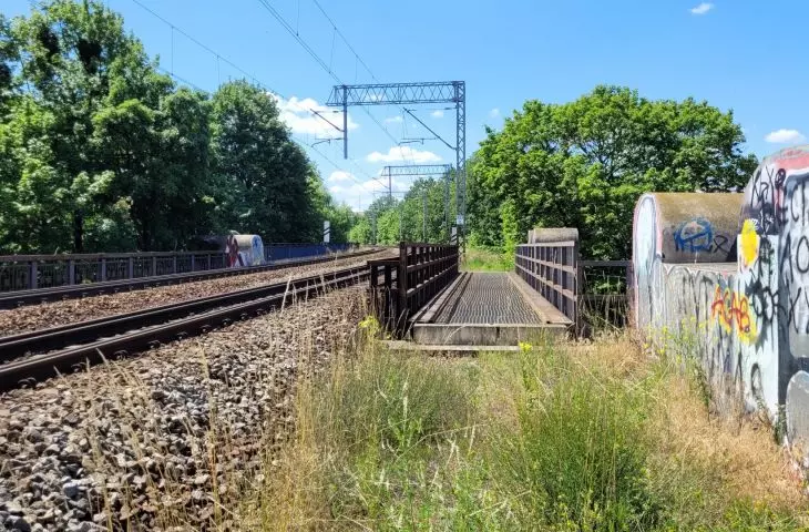Tall greenery along the railway tracks in the center of Poznań