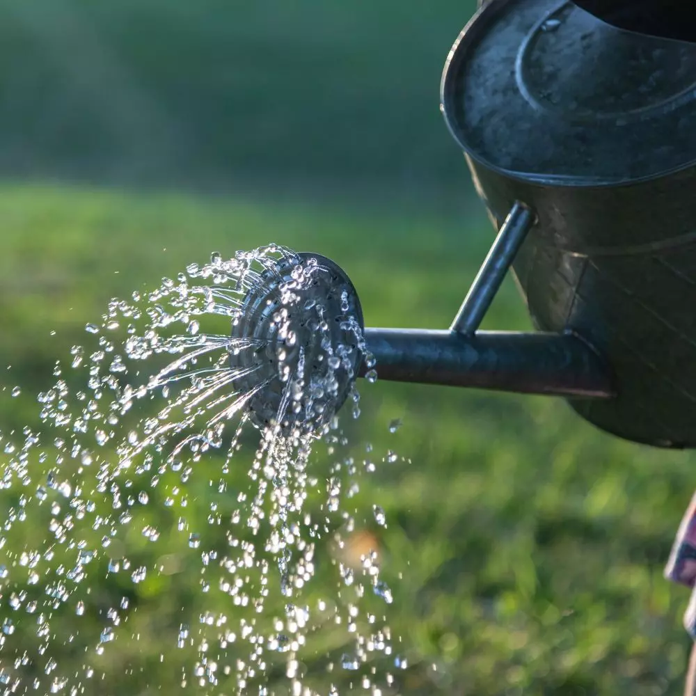 Water, collected during a downpour, can be used to water the garden during a drought. With rainwater management systems, climate protection goes hand in hand with protecting your farm from the severe effects of drought.