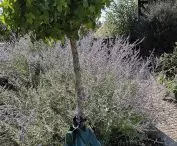 WaterBagVertica