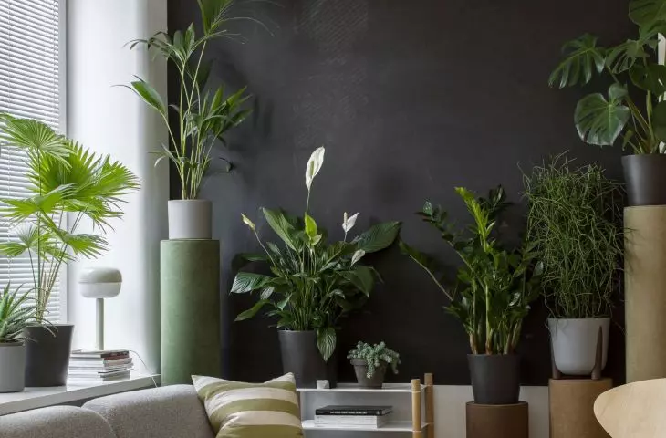 Ask for adequate sunlight for your plants