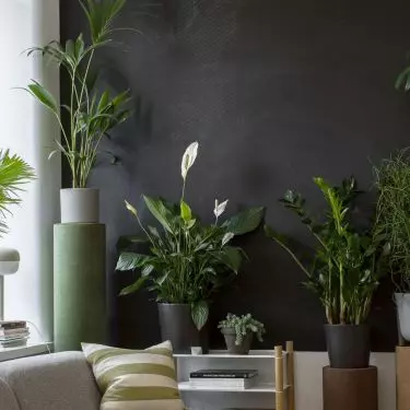 Ask for adequate sunlight for your plants