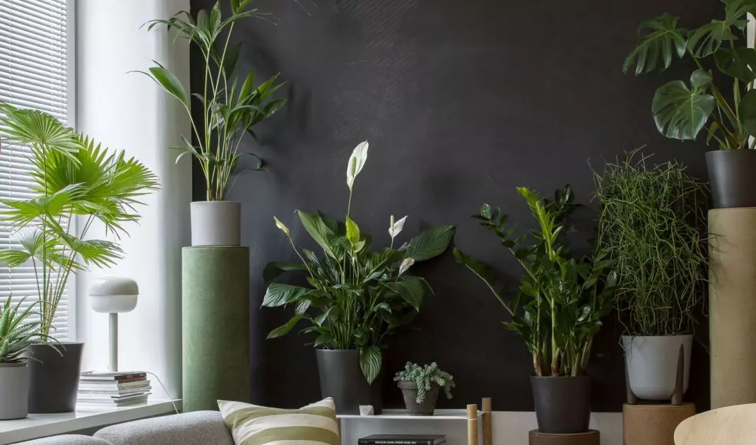 Ask for adequate sunlight for your plants