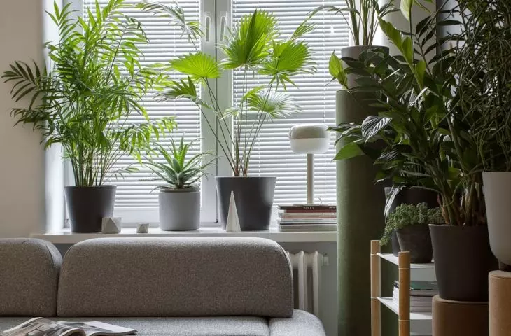 For shady areas, choose Epipremnum, Aspidistra, Hedera, Wingflower, Kena, Monstera or Aglaonema