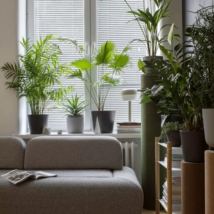 For shady areas, choose Epipremnum, Aspidistra, Hedera, Wingflower, Kena, Monstera or Aglaonema