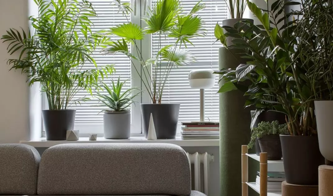 For shady areas, choose Epipremnum, Aspidistra, Hedera, Wingflower, Kena, Monstera or Aglaonema