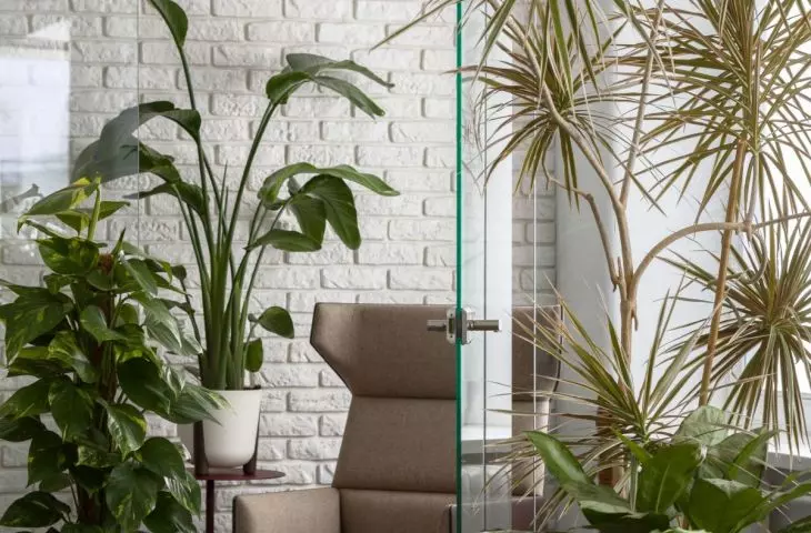 Put Asplenium, Calathea, Pilea, Diffenbachia, Peperomia, Syngonium, Allocasia, Hoja, Croton, Szeflera, Zielista, Banana plant in a place of visibility