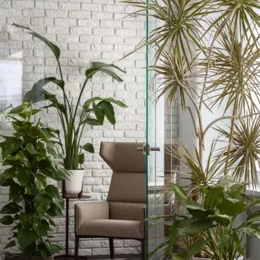 Put Asplenium, Calathea, Pilea, Diffenbachia, Peperomia, Syngonium, Allocasia, Hoja, Croton, Szeflera, Zielista, Banana plant in a place of visibility