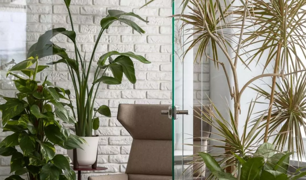 W miejscu widnym postaw Asplenium, Calathea, Pilea, Diffenbachia, Peperomia, Syngonium, Alokazja, Hoja, Kroton, Szeflera, Zielistka, Bananowiec