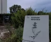 Eksperymentalny Ogród Dziedzictwa przy Bramie Poznania