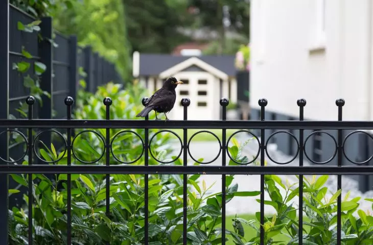 Wrought iron fences are durable and aesthetically pleasing