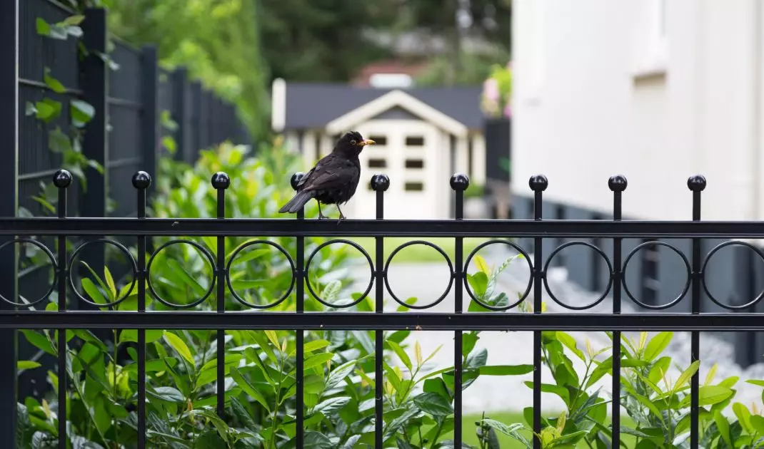 Wrought iron fences are durable and aesthetically pleasing