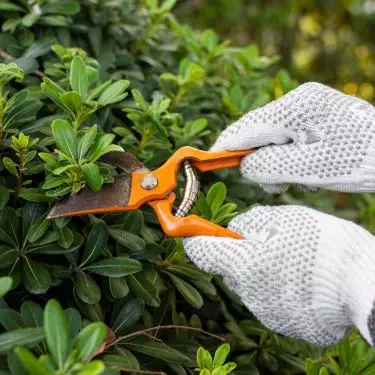 Remember to care for your hedge after pruning