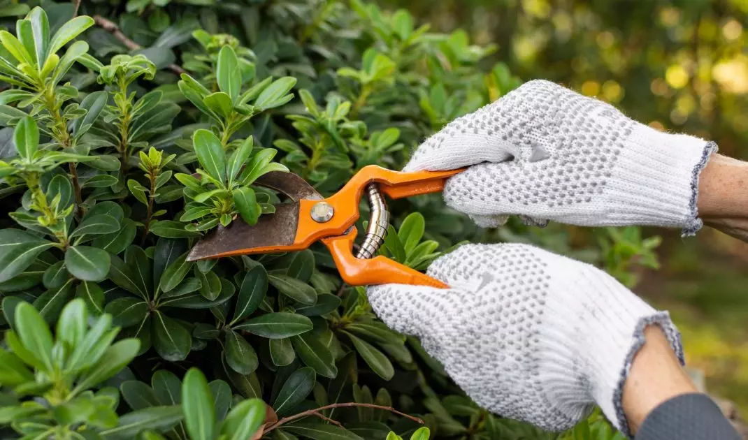 Remember to care for your hedge after pruning