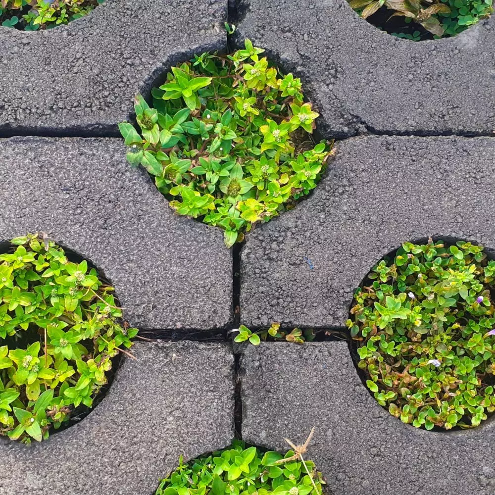 Openwork paving is environmentally friendly and looks very aesthetically pleasing