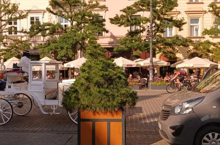 pots are located in places where trees are proposed to be planted