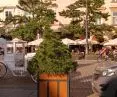 pots are located in places where trees are proposed to be planted