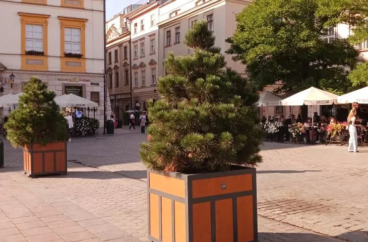 ZZM opted for coniferous trees despite talk of deciduous trees in this space