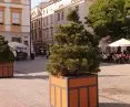 ZZM opted for coniferous trees despite talk of deciduous trees in this space