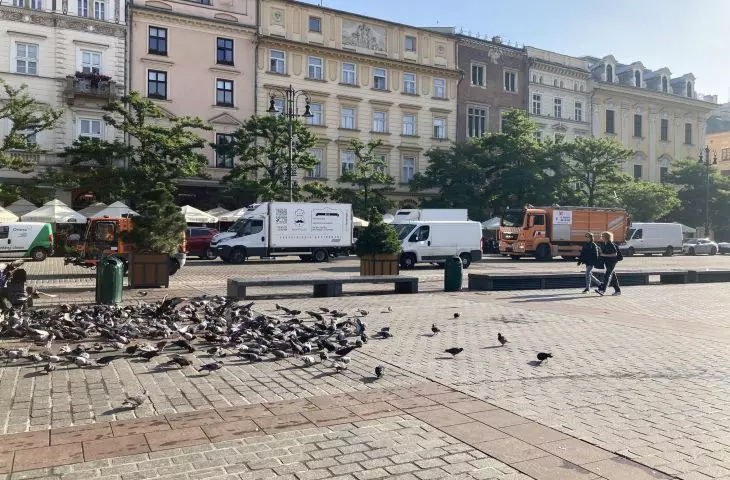 When will the planted trees in the Main Square in Krakow appear?