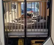 Teddy and his luxurious, ventilated dog suite with mosquito net-protected balcony and air conditioning in case of hot weather; a much-appreciated innovation among animal lovers