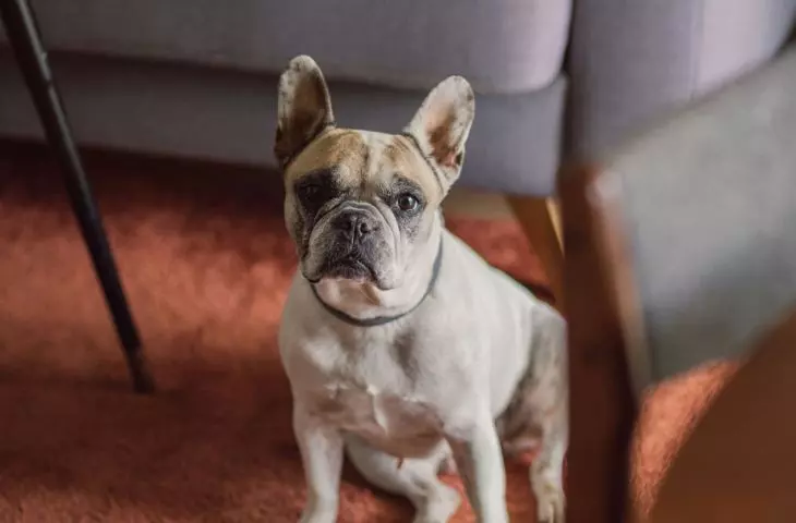 The apartment is also inhabited by a dog