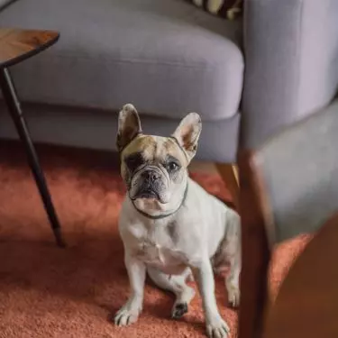 The apartment is also inhabited by a dog