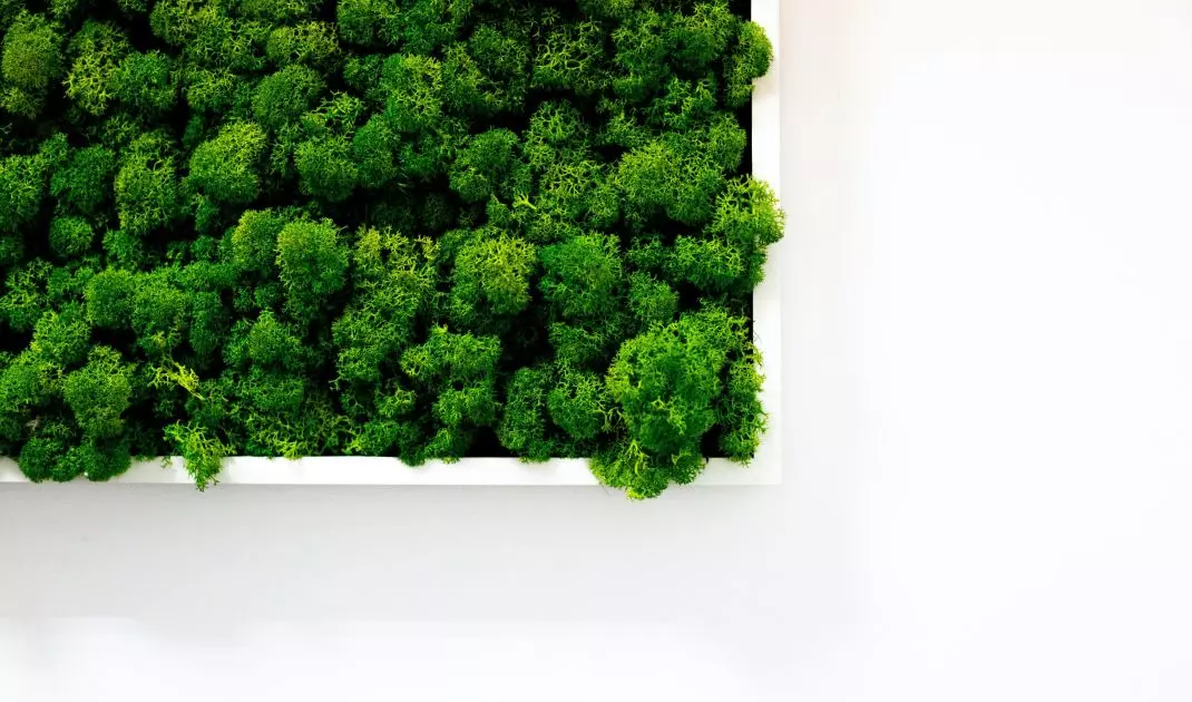 The moss wall not only looks great, but also very good for the air condition in the living room