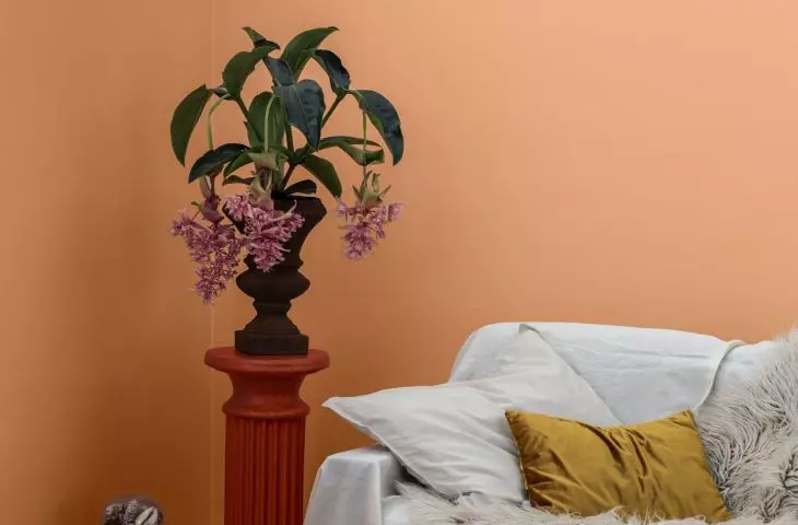 Peach is a beautiful background for wooden furniture