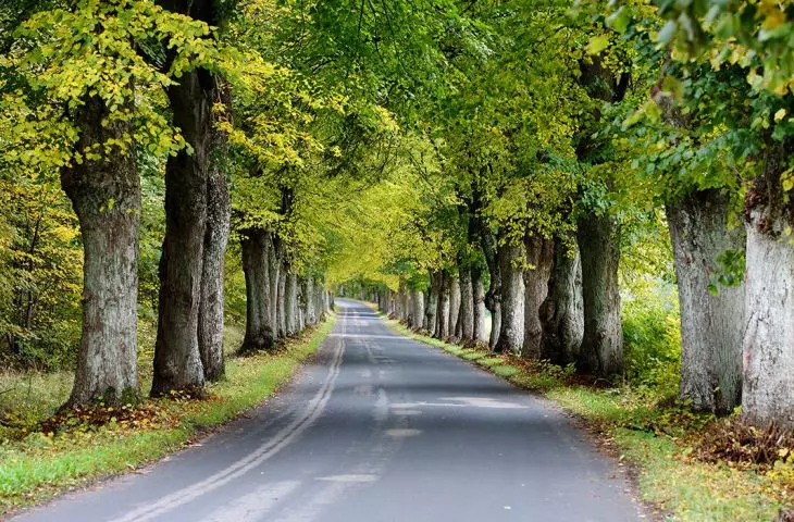 Nearly 800 trees to be cut down