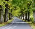 Nearly 800 trees to be cut down