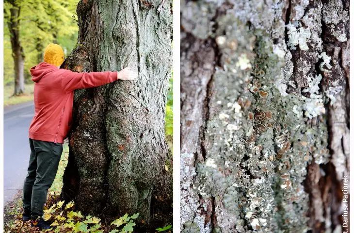 Protesters want to save trees