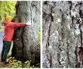 Protesters want to save trees
