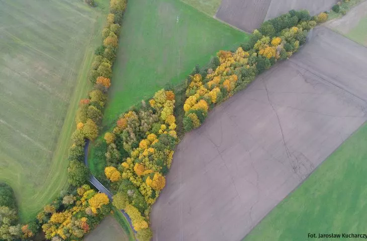 The avenue from a bird's eye view