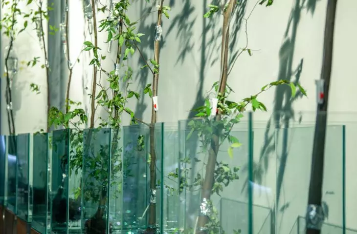 diffusers from BioMedAqua work in the gallery - the dry mist juxtaposed with vegetation eliminates pathogens in the room