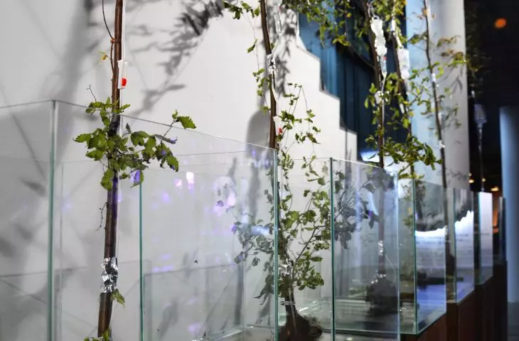 The installation was created in cooperation with the Cracow University of Agriculture
