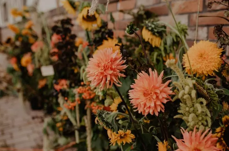 Autumn plants offer us a whole fever of colors