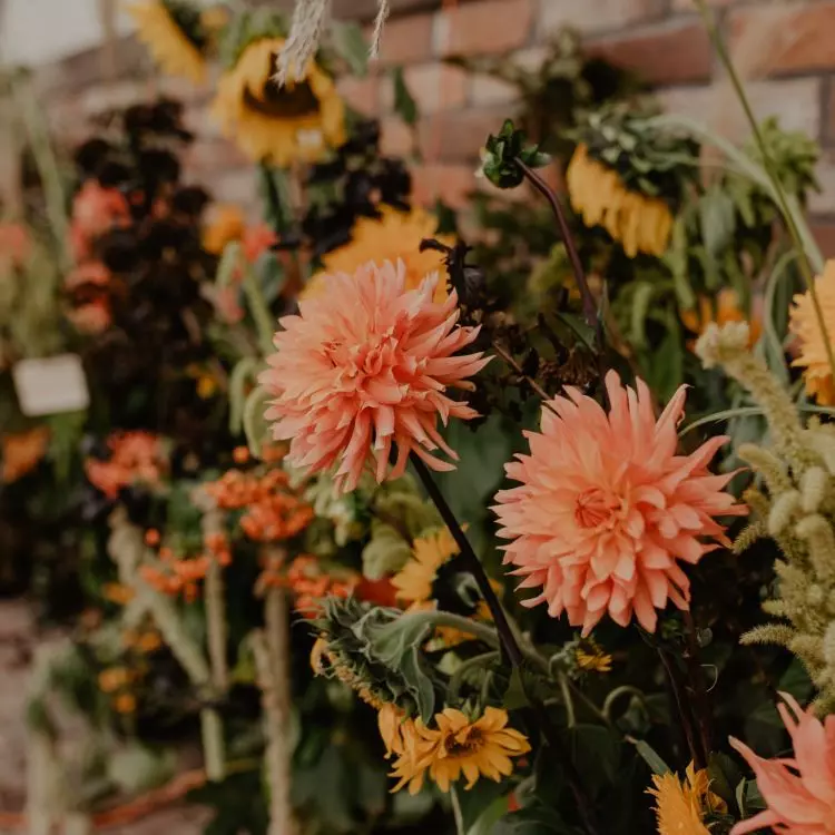 Autumn plants offer us a whole fever of colors
