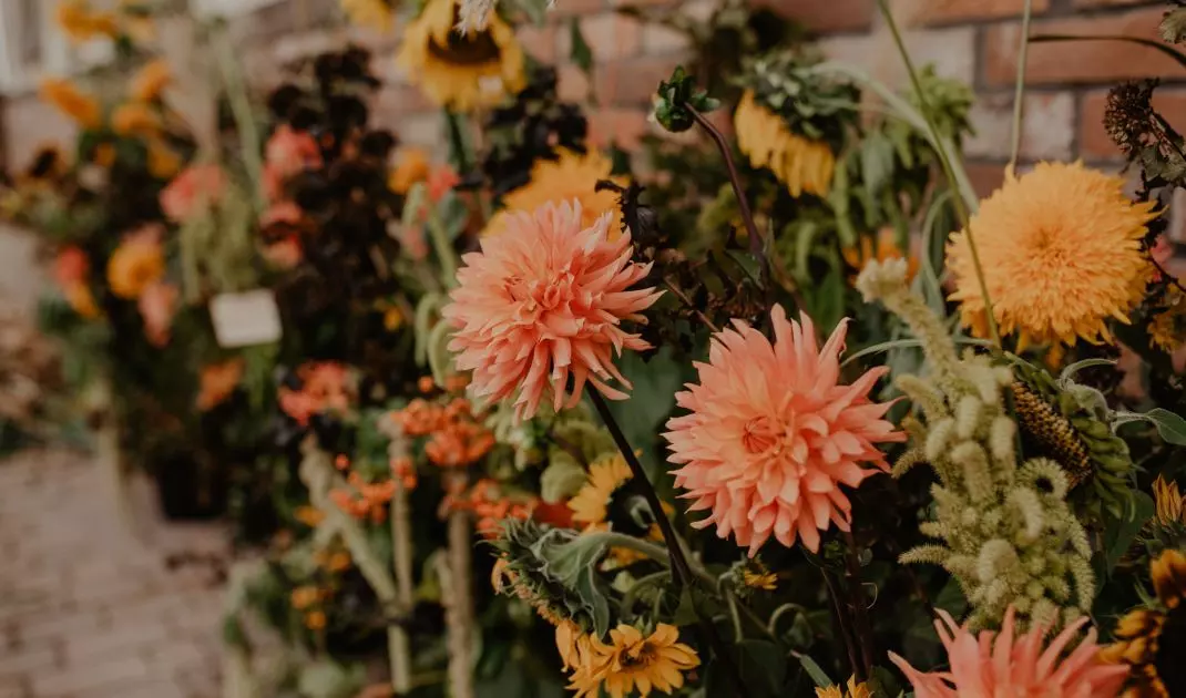 Autumn plants offer us a whole fever of colors