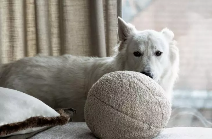 The apartment is also inhabited by the dog Igor