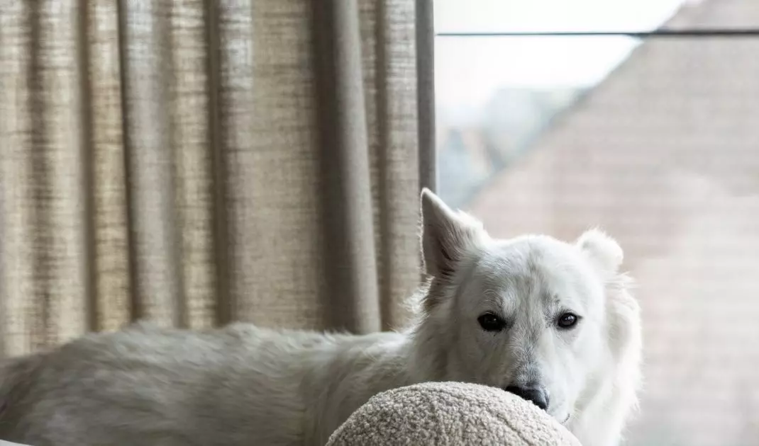 The apartment is also inhabited by the dog Igor