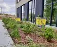 Apiary on the green roof of the Synergia business center in Lodz, Poland