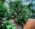 Ogród tropikalny w Olivia Garden w Gdańsku