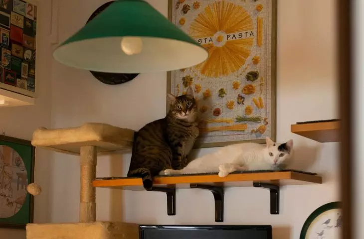 It is worth organizing a special place for your dog or cat, where your pet will always feel at home