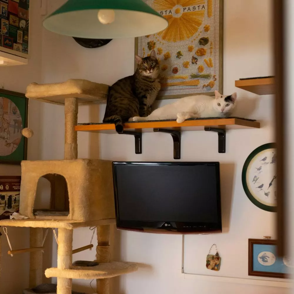 It is worth organizing a special place for your dog or cat, where your pet will always feel at home