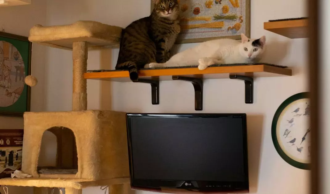 It is worth organizing a special place for your dog or cat, where your pet will always feel at home