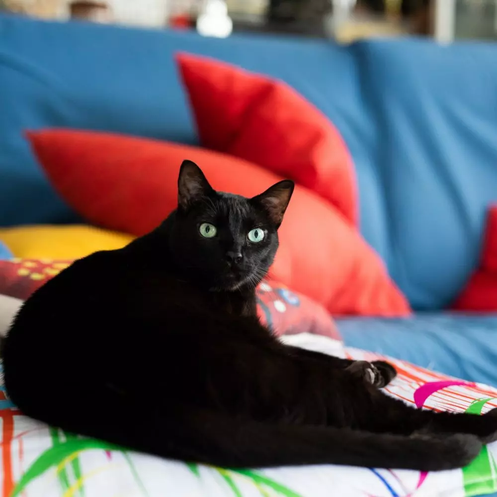 Cats and dogs love lounging on upholstered furniture