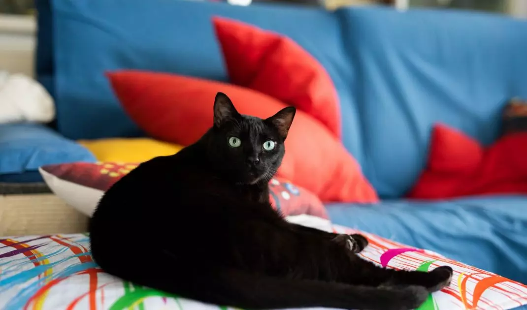 Cats and dogs love lounging on upholstered furniture