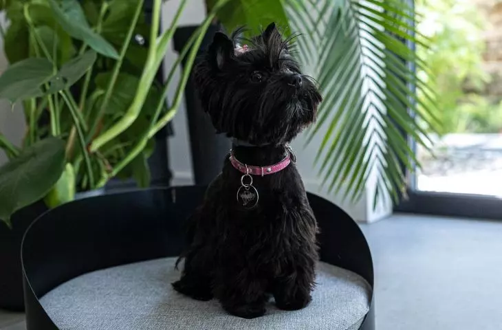 The beds currently available are designed for smaller dogs